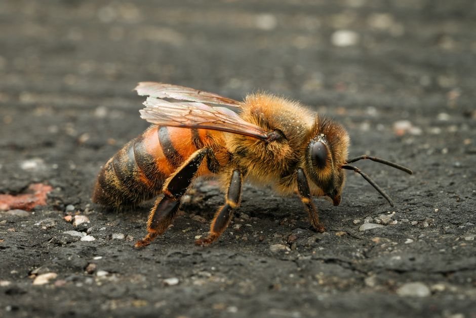 Detailed macro shot of a honeybee (Apis mellifera) resting on asphalt, showcasing its texture and natural colors.