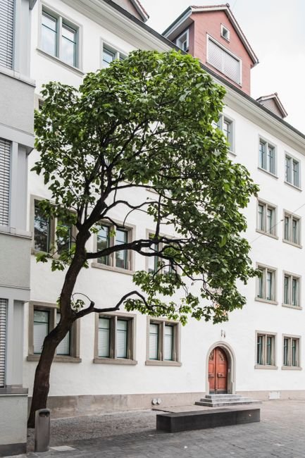 A beautiful urban tree enhances the charm of a classic building with tall windows and a red door.