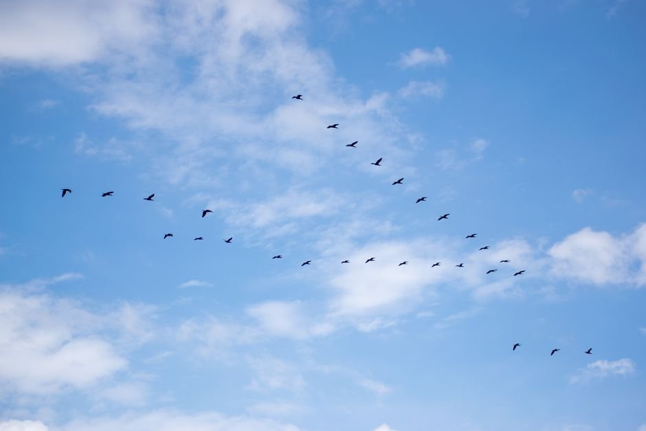 A flock of birds flying in a V formation against a clear blue sky with fluffy clouds.