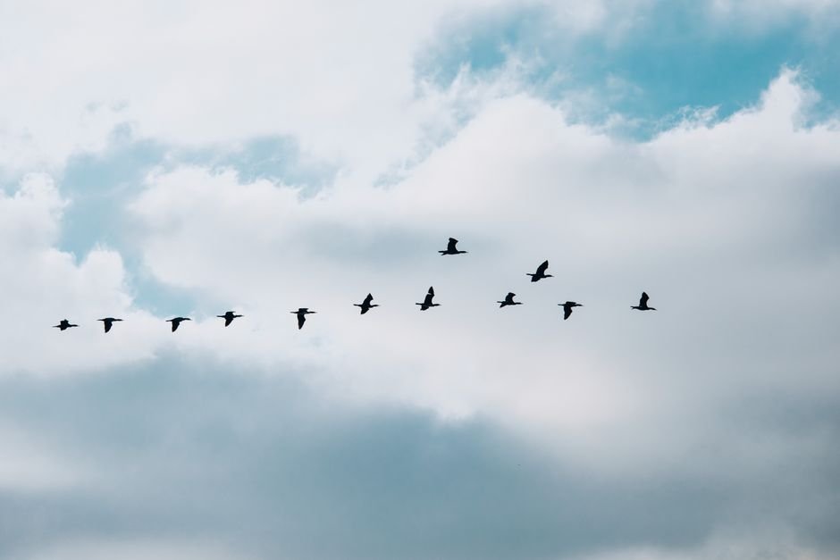 A flock of birds in formation soars across a blue and cloudy sky.